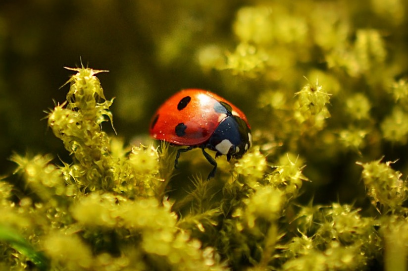 Bug_Dance_1