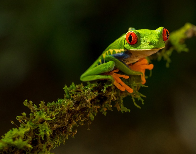 Frog_zdenek-machacek-HYTwWSE5ztw-unsplash