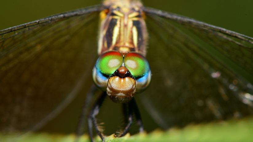 libelle_dragonfly_juan-pablo-mascanfroni-6OU9Pft7kkU-unsplash