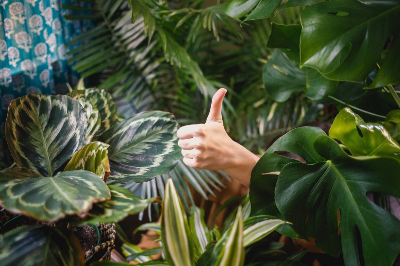 thumb_up_katya-austin-554633-unsplash